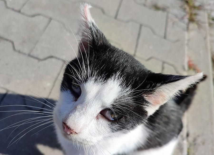 Lekko schizolskie, ale ufne kocie oczy