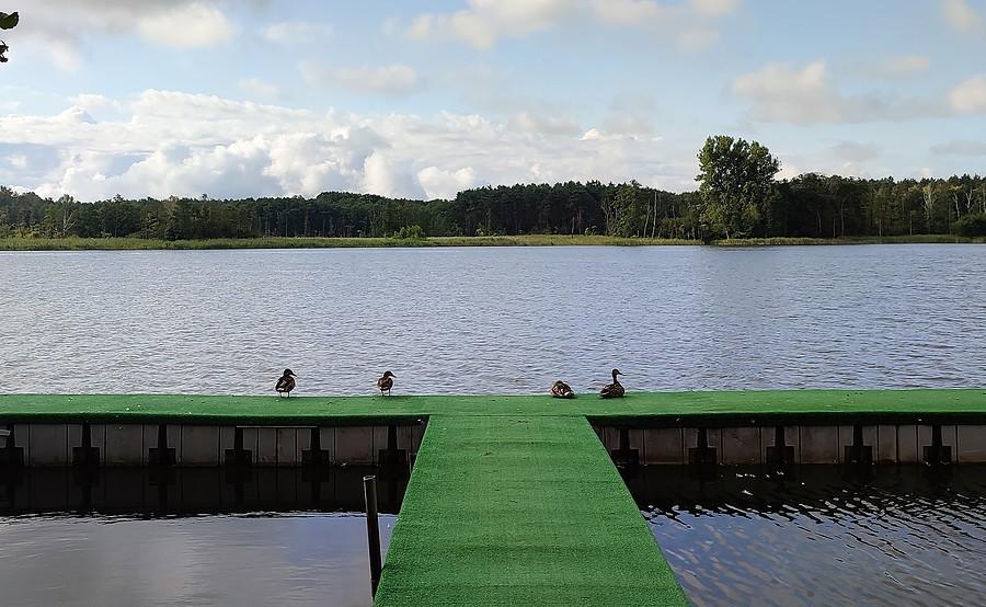 Lusowskie ze śpiącymi kaczkami