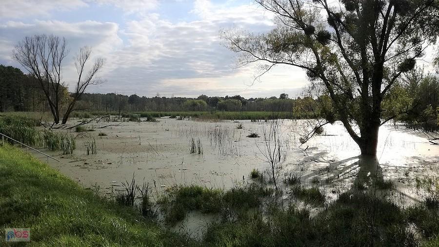 Pustki na bagnach. Gdzie podziała się awifauna?