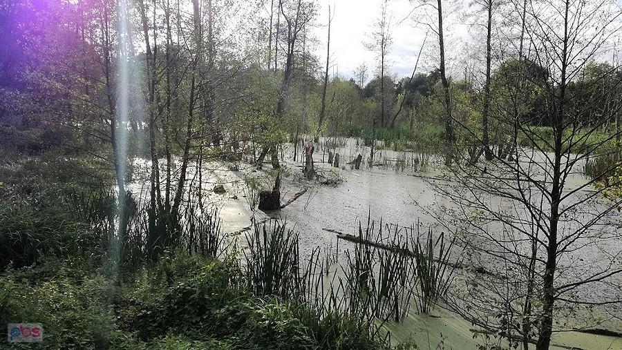 Gwar ptasi zamilkł, przebił się hałas samochodów