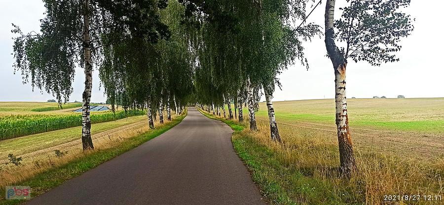 Urocza, brzozowa aleja przed miejscowością Bismark.