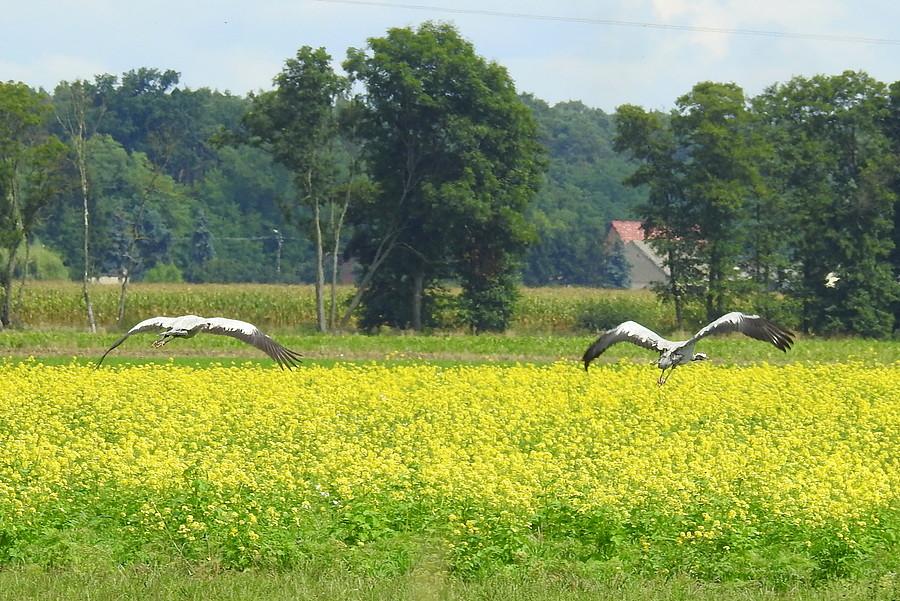 Żurawie nad gorczycą (chyba)