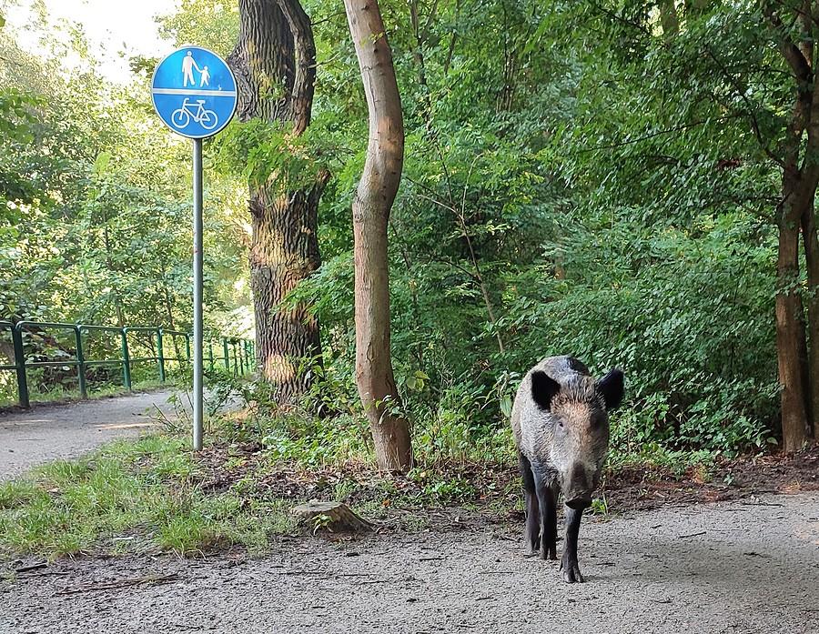 Alegoria polskich dróg rowerowych - tylko dla odważnych :)