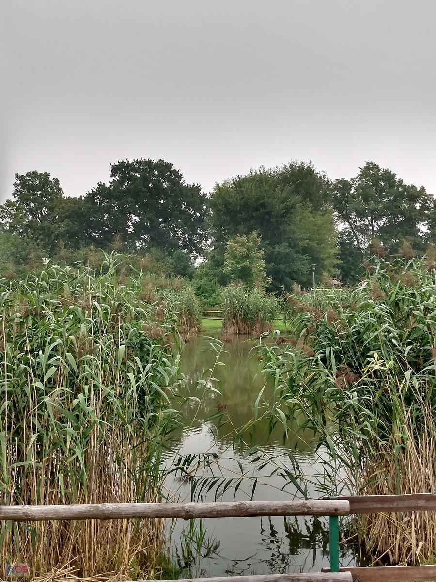 Staw w Borzęcinie