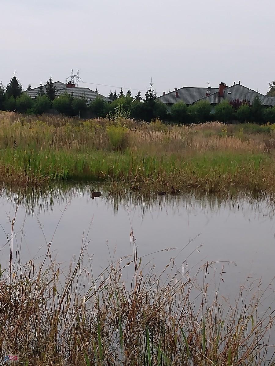 Z kałuży, która ciągle była w tym miejscu zrobiła się sadzawka, nawet kaczki się tu zadomowiły