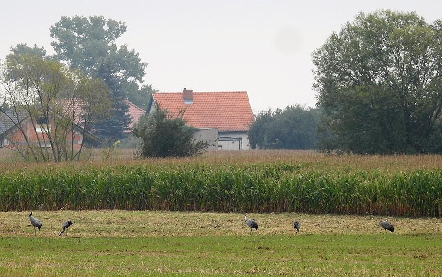 Żurawie pod Dopiewem