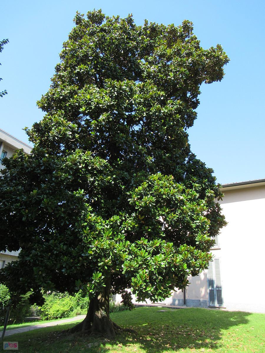 Wielka magnolia w Lecco