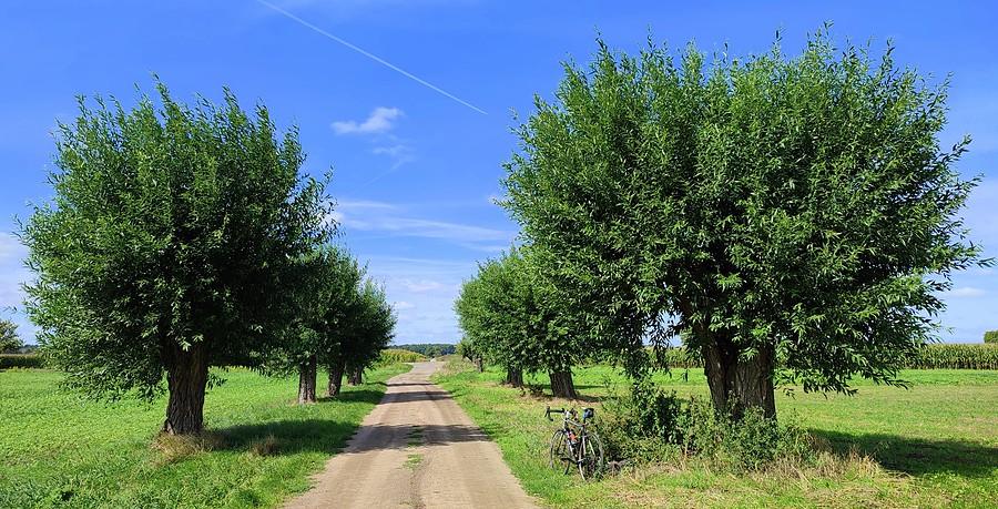 Wierzby za Dopiewem