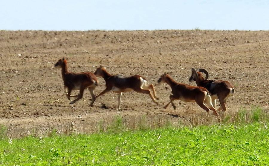 Muflony ewakuują się kawałek dalej