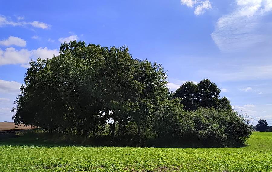 Za tą kępą kryły się muflony. Mądre zwierzaki, ukryły się tak, żeby ich nie było widać z ambony