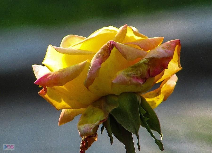 Róża herbaciana