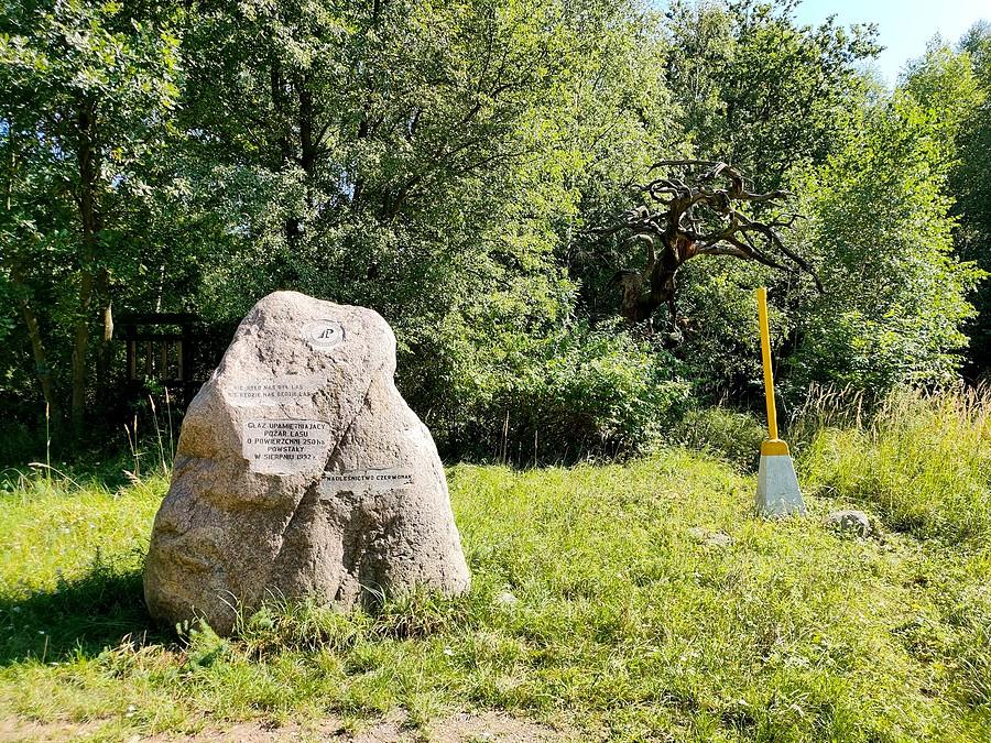 Głaz i pomnikowa sosna