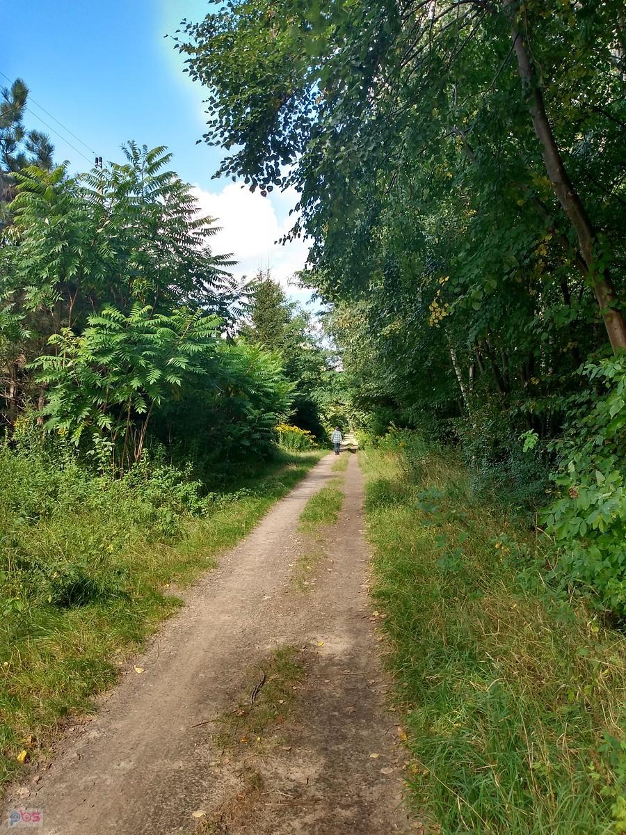 Na skraju lasu