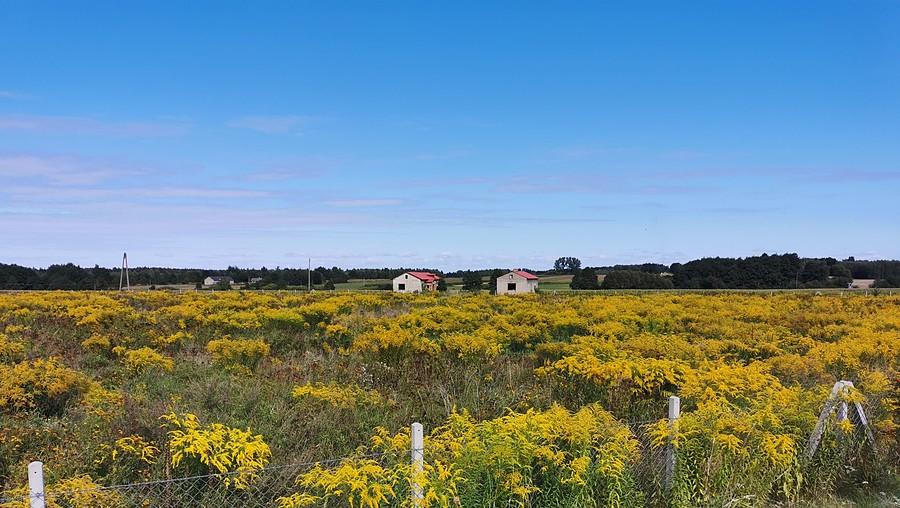 Nawłoć pospolita z rodziny astrowatych (nie mimoza)
