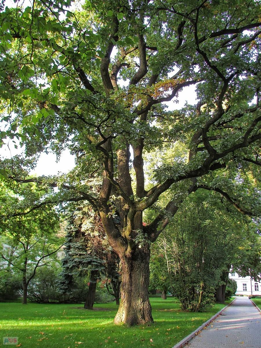 Dorodny dąb przy alei pałacowej