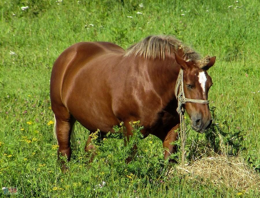 Koń z Ostrówka w ekologicznym kantarze