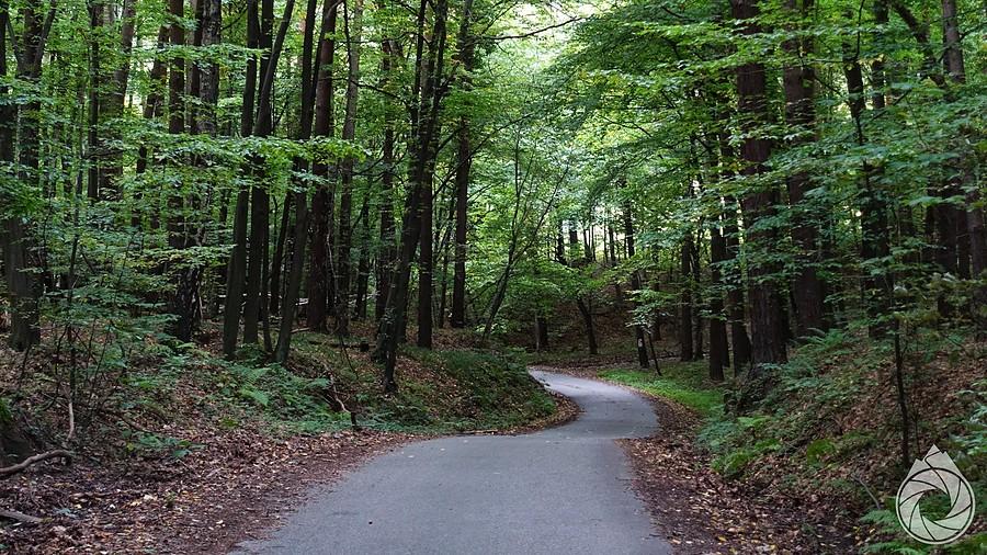 Zabierzowskim Lasem