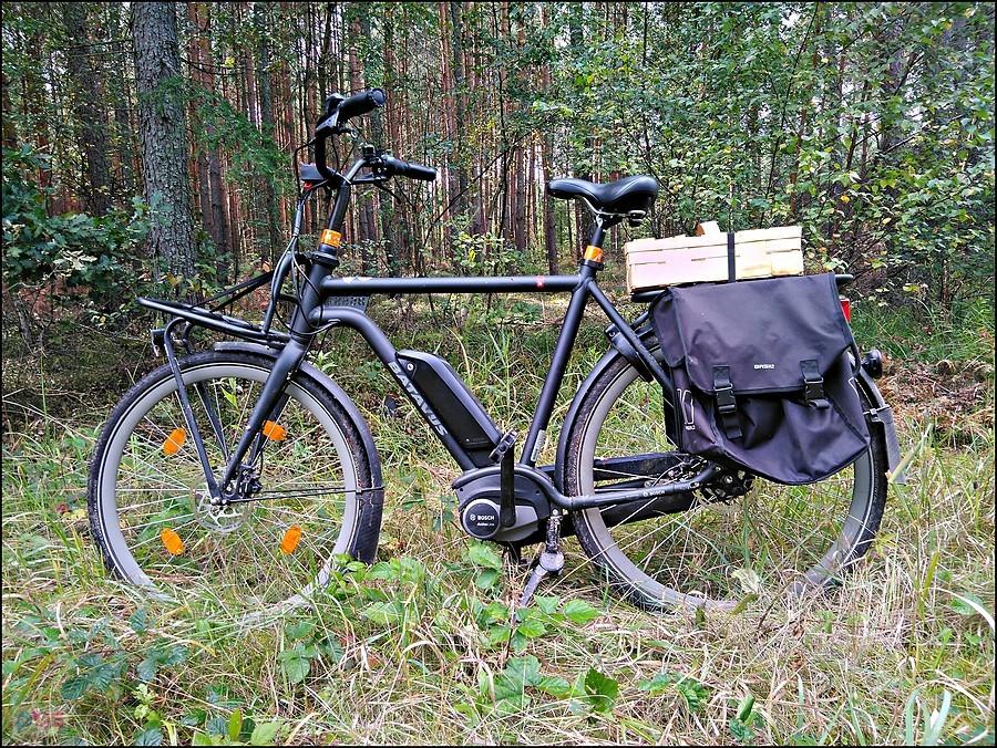 Quip na grzybach :-)