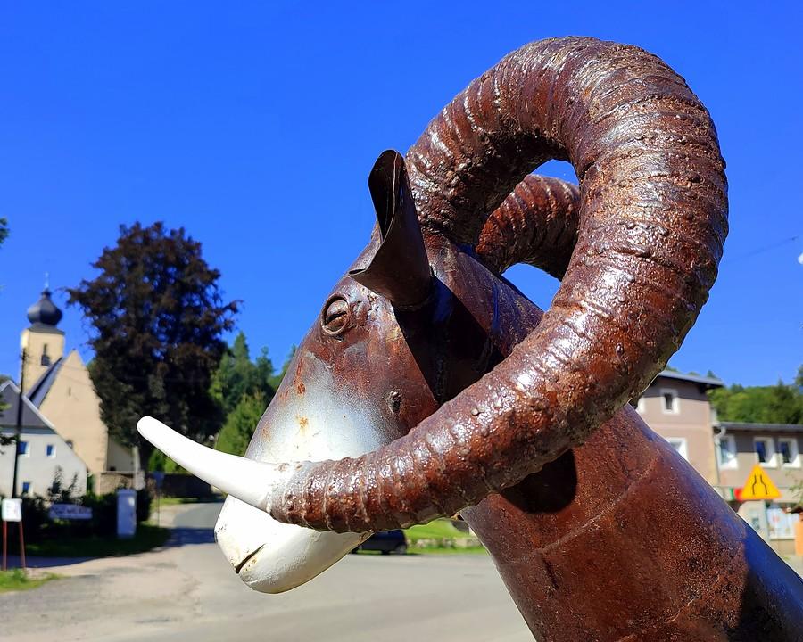 Zakręcony muflon