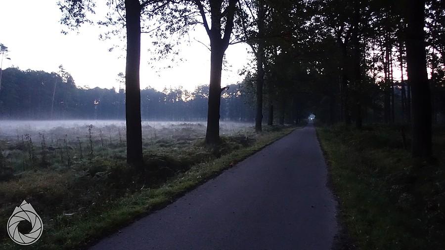 poranna droga przez lasy kobiórskie