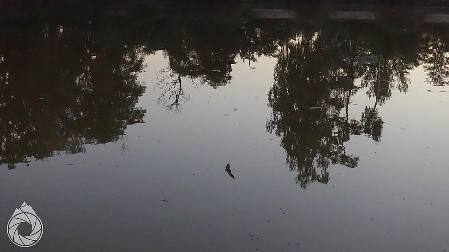 odbijający się nocek żerujący nad wodą