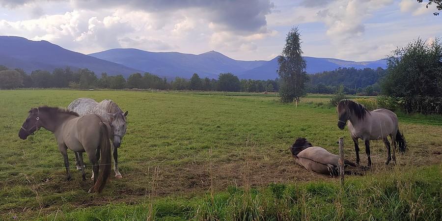 Końsko pod Karkonoszami