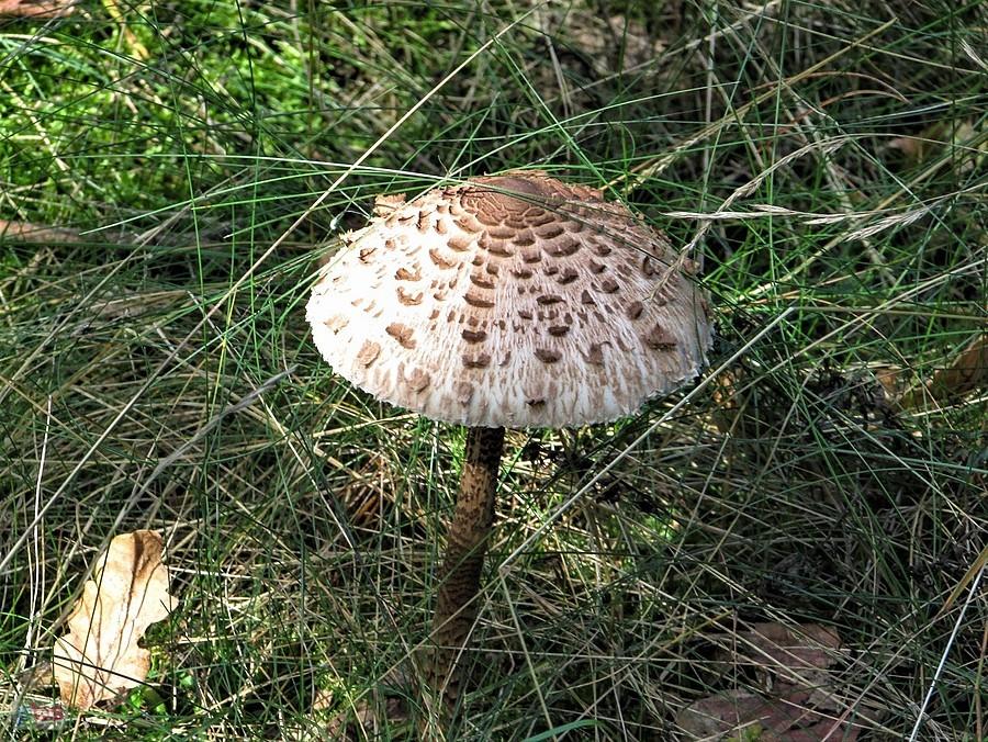 Kania mnie powitała w lesie