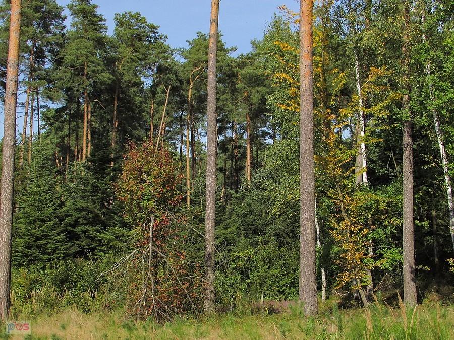 Las powoli nabiera kolorów