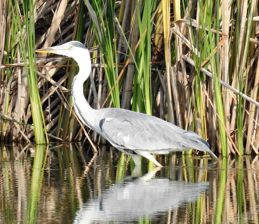 Wyzoomowana czapla siwa