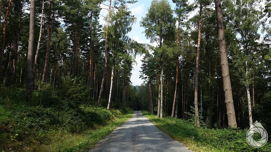 środek lasu i jak asfaltem