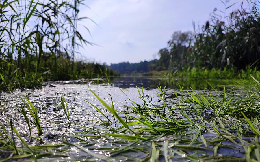 Szuwary w Radzewicach