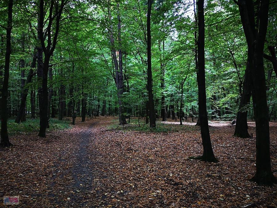 Park na Zdrowiu