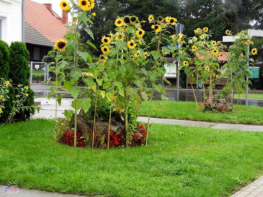 Ciągle podziwiam słoneczniki z ogródków niemieckich - Blankensee.