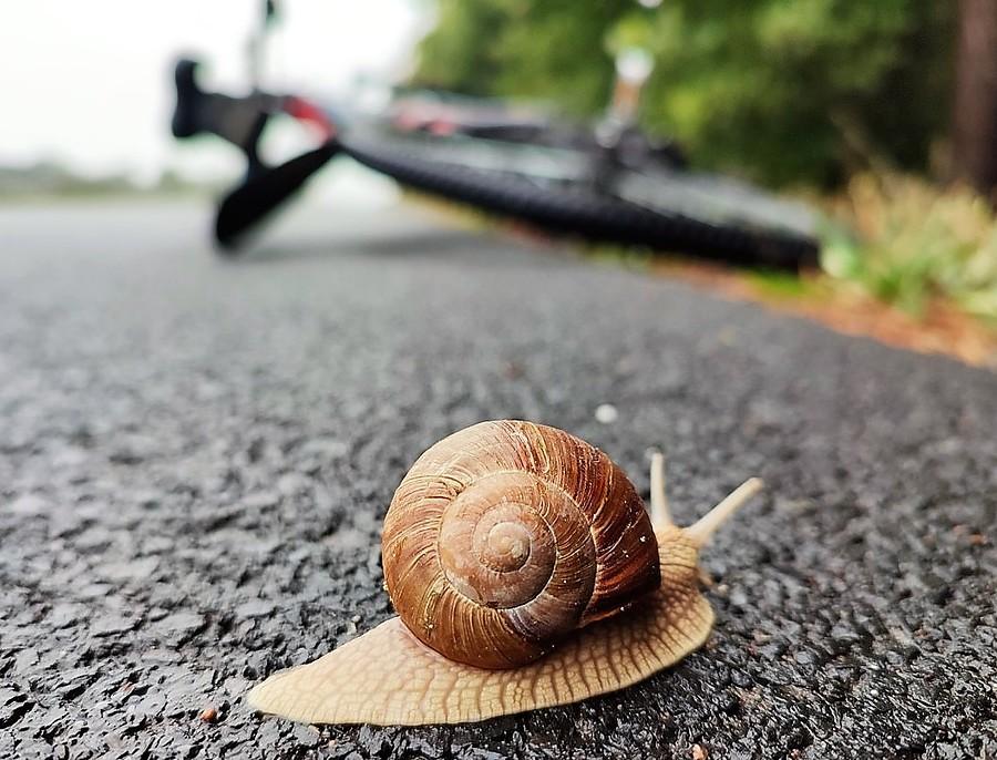 Ślimak zainteresowany podwózką
