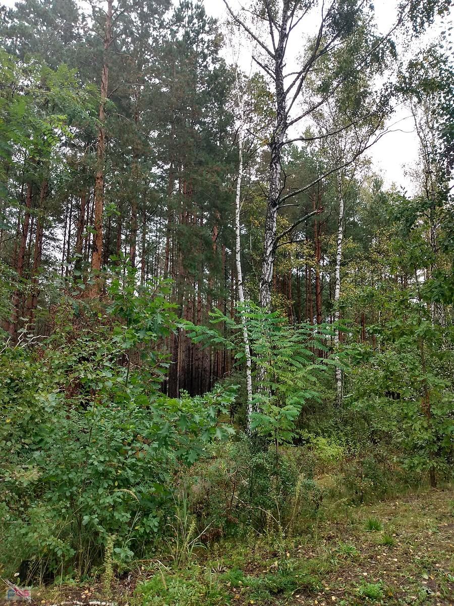 Puszcza Kampinoska