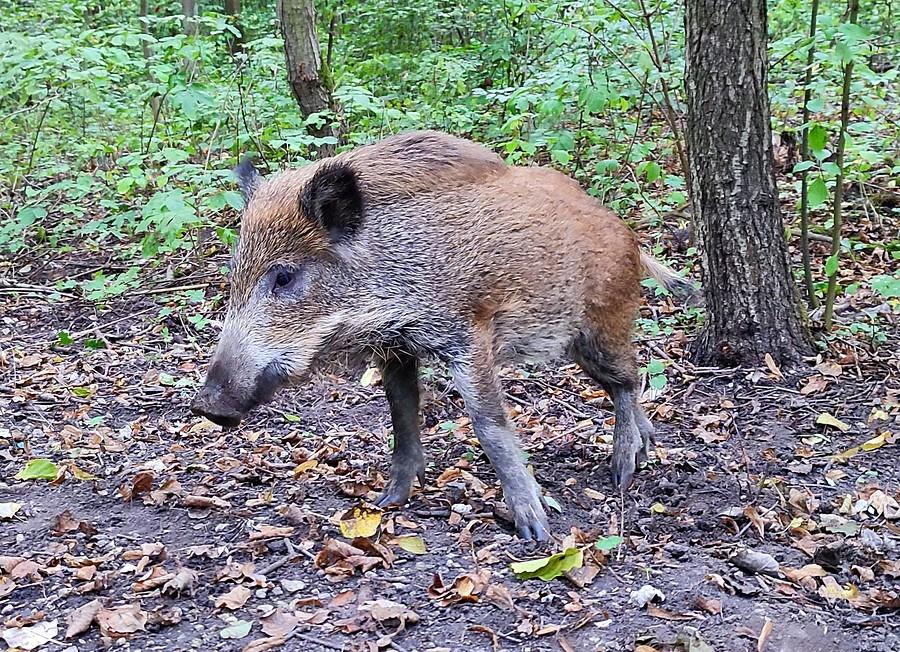 Młody, sympatyczny dziczek z poznańskiej Dębiny