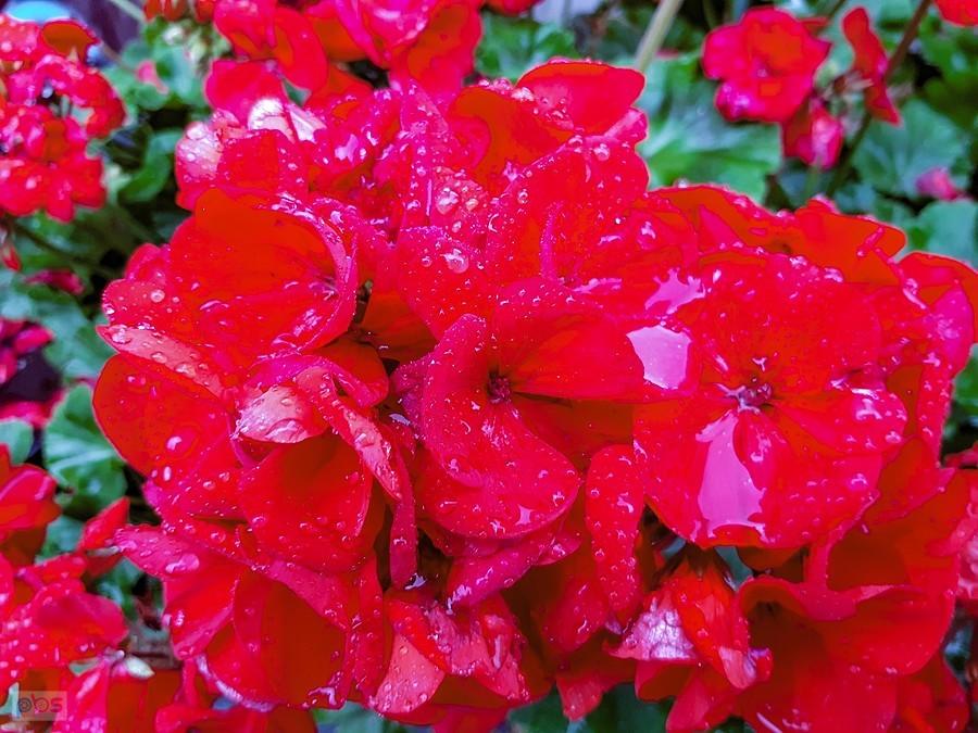 Przemoknięte pelargonie