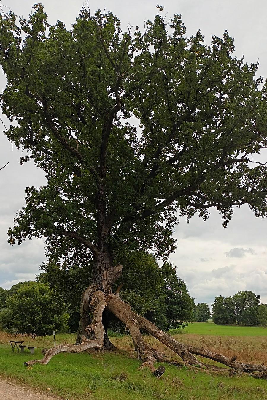 Pomnikowy dąb z Lipek Małych