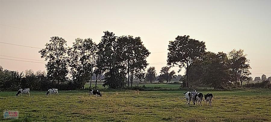 Krowi popas w Łukaszowicach