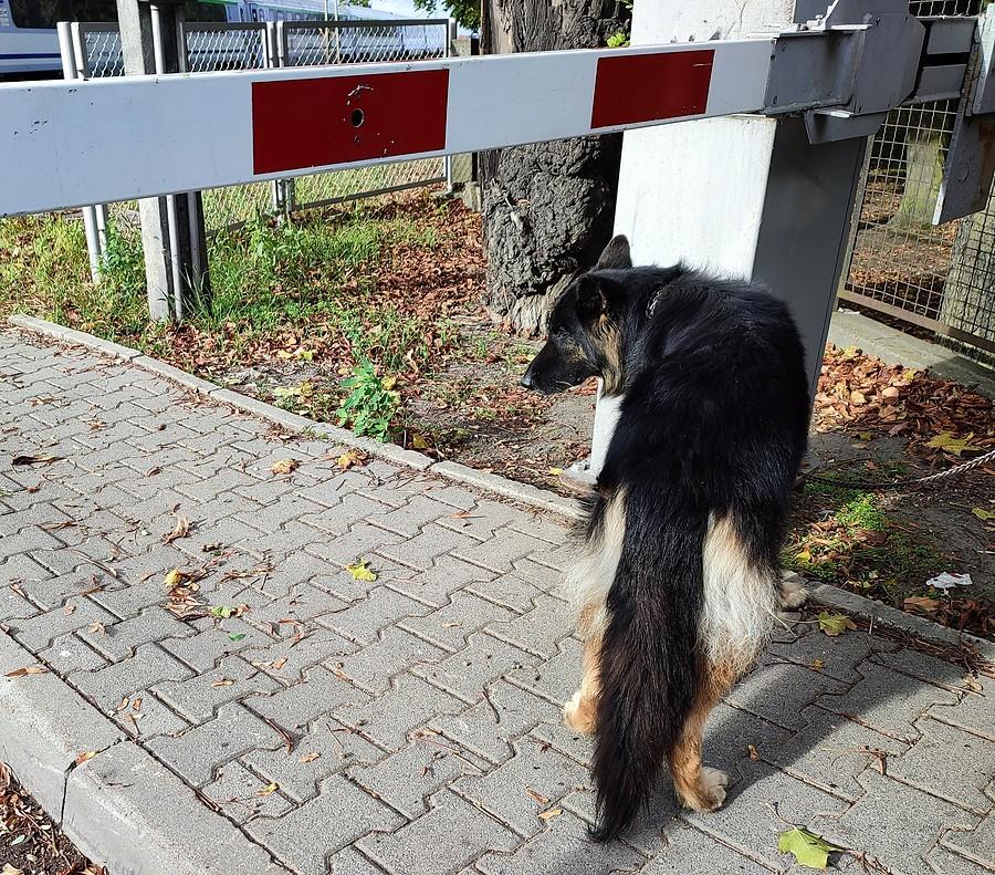 O psie, który nie lubił czekać za koleją