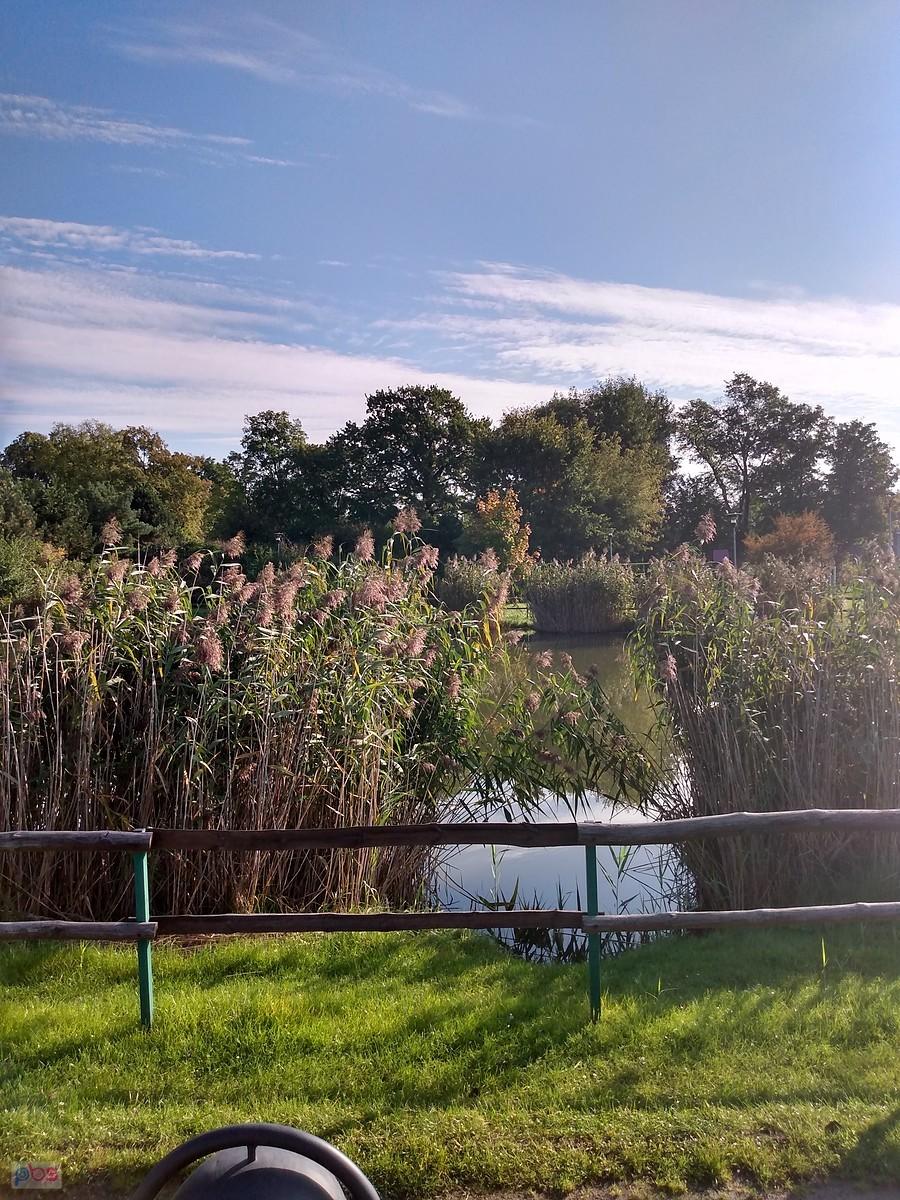 Staw w Borzęcinie