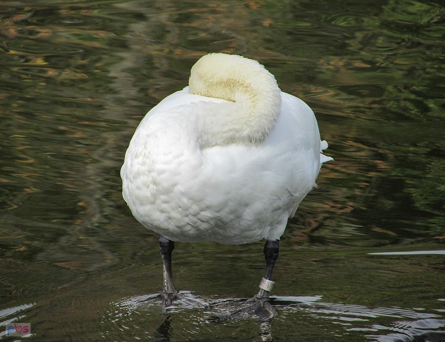 Biała łabędzia kula