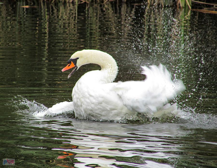 Łabędź włącza całą naprzód