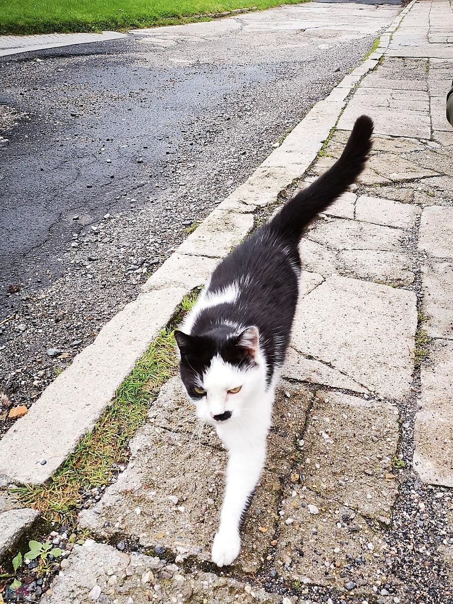 Adolf Kitler