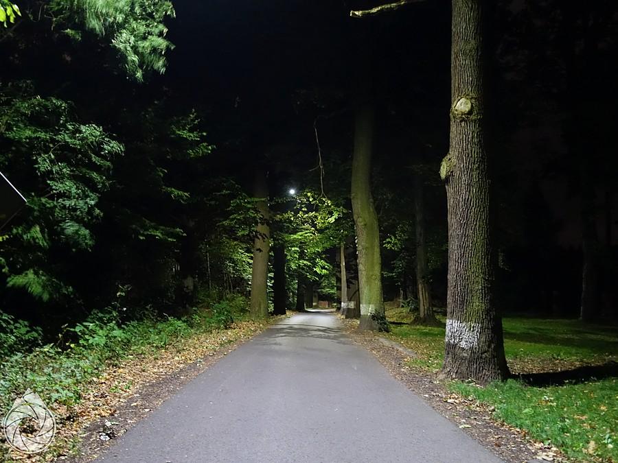 nocna podróż w las