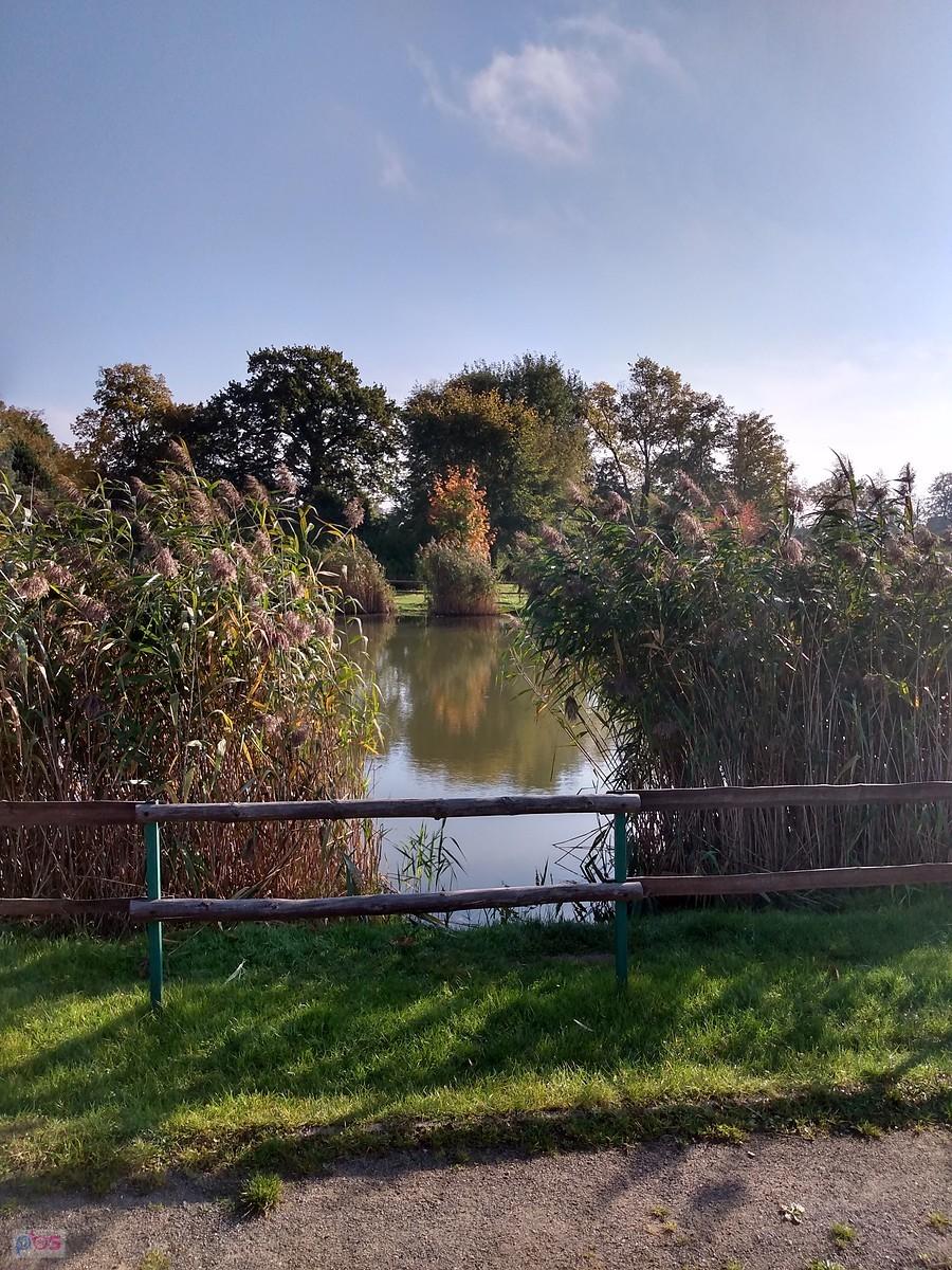 Staw w Borzęcinie