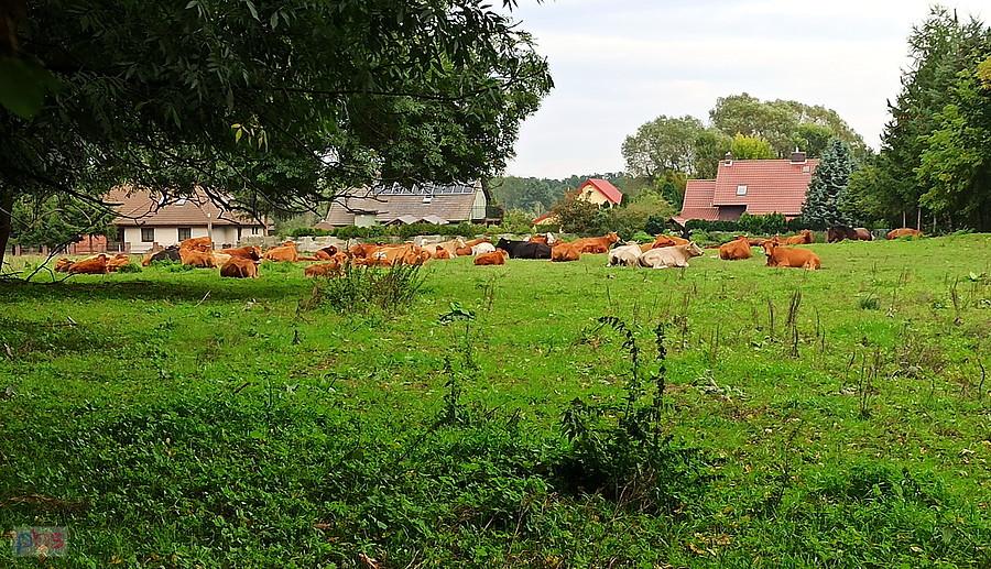 Stado krów z Tanowa.