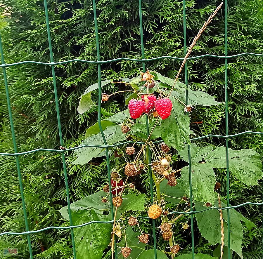 Ładnie prezentują się maliny spod Płochocina.