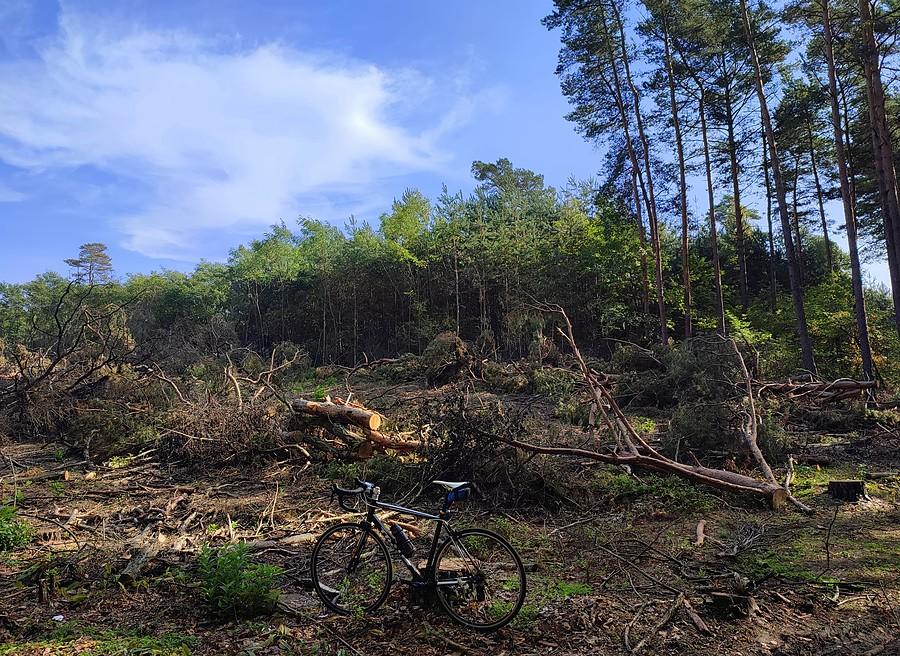 Obszar Natura 2000 pod "opieką" Lasów Państwowych za czasów d... zmiany