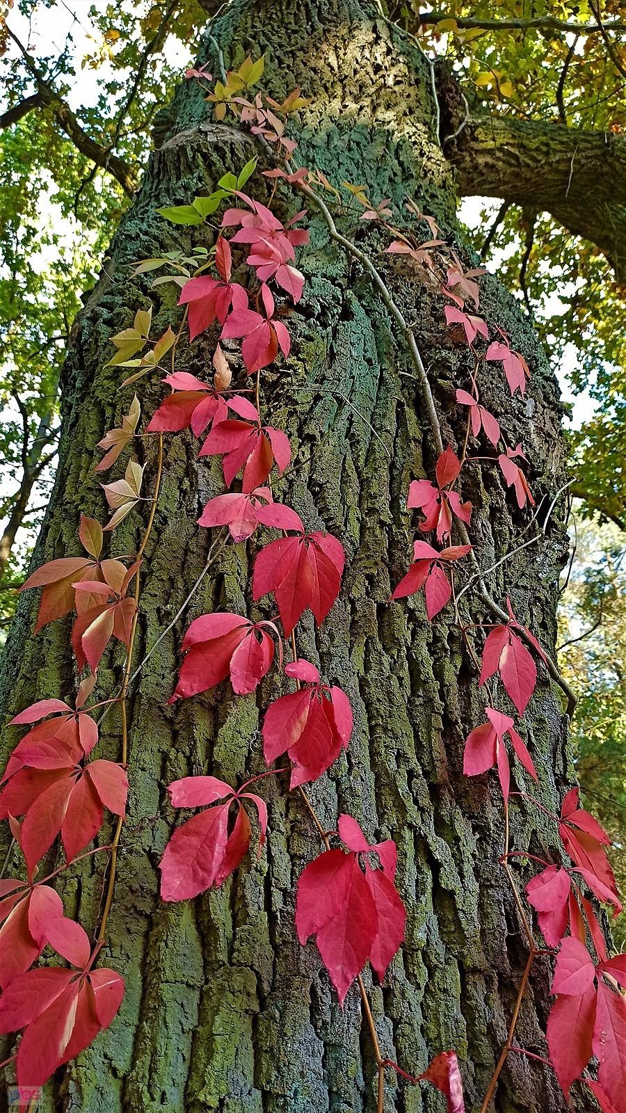 Opleciony